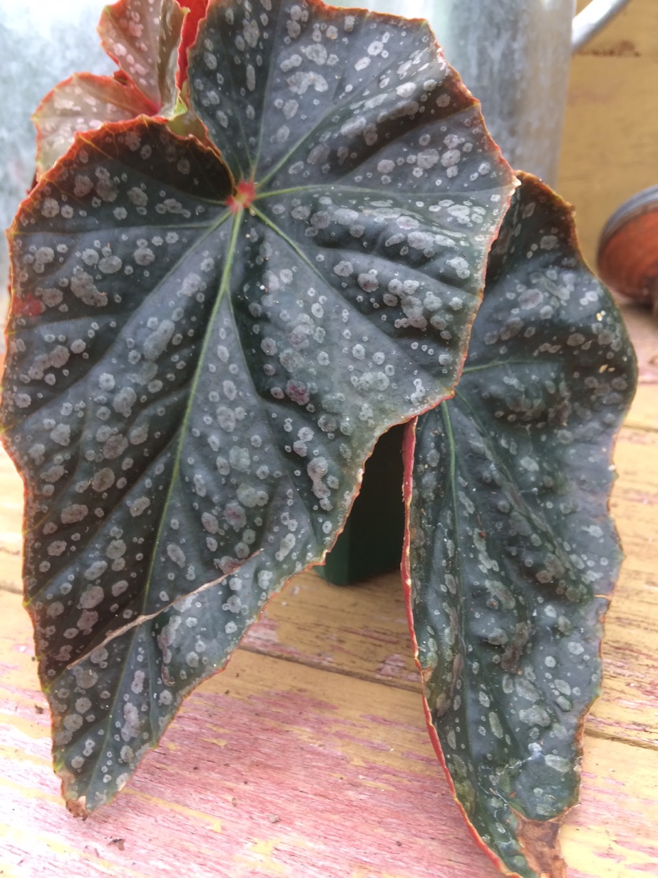 B. ‘Aunt Edith’